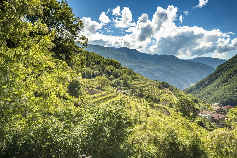 Valle con vigneti terrazzati della Cantina Spagnolli