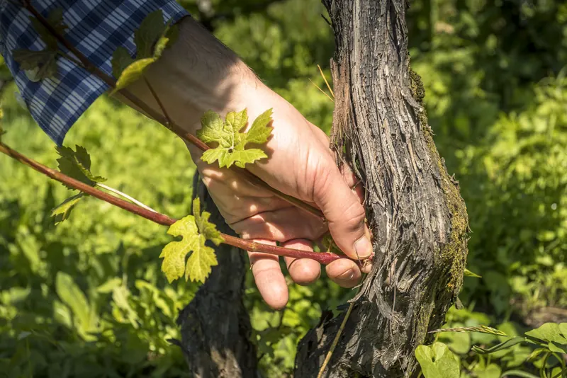 Mano del viticoltore sulla vite, Cantina Spagnolli