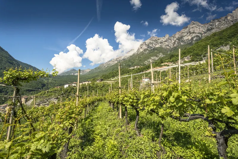 Vigneti della Cantina Spagnolli con le montagne sullo sfondo