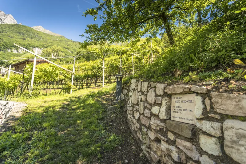 Muretto a secco tra i vigneti della Cantina Spagnolli