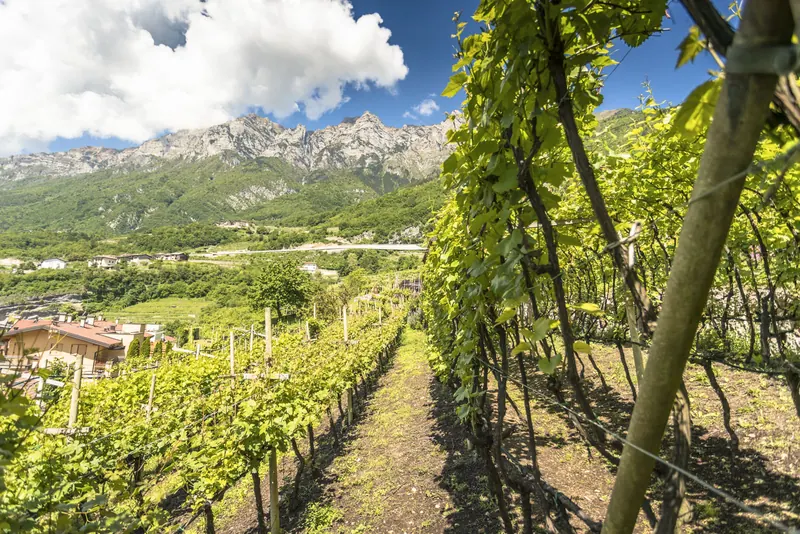 Filari della Cantina Spagnolli con vista sulle montagne
