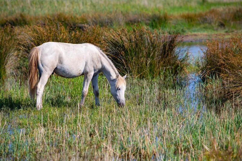 Cavallo bianco al pascolo in una zona umida