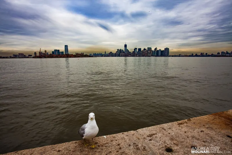 Gabbiano davanti allo skyline di Manhattan
